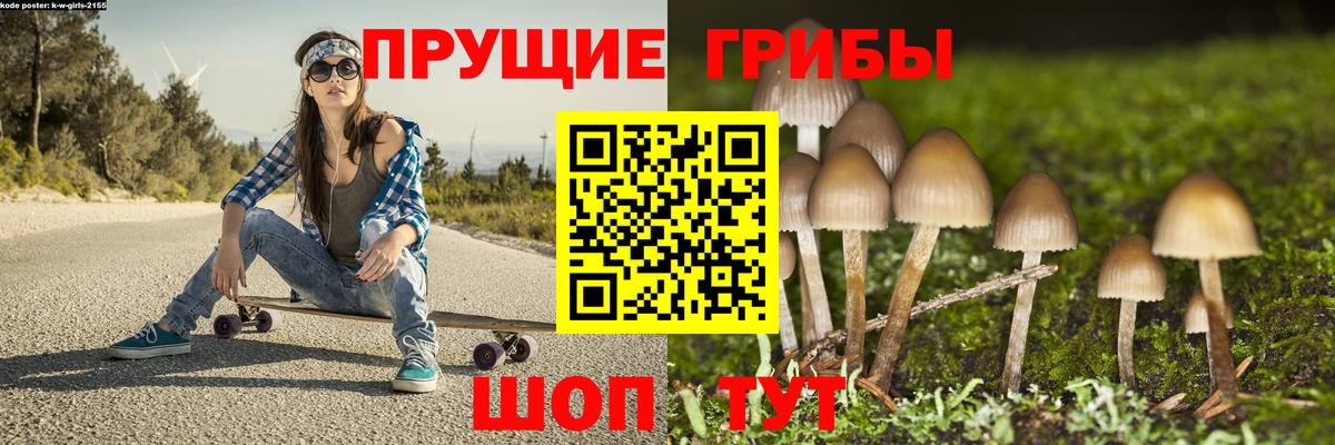 Псилоцибиновые грибы Psilocybine cubensis Сокол